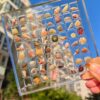 36 64 Grids Seashell Display Box Acrylic Magnetic Case Organizer