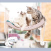 Cat Hammock Bask in the Sun Hanging Cat Hammock Cat Hammock Bask in the Sun Hanging Cat Hammock