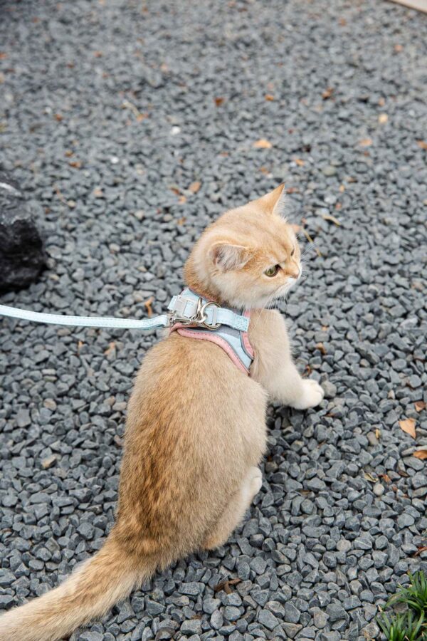 Cat Traction Rope Vest-style Reflective Chest Harness Anti-stroke Cat Traction Rope Vest-style Reflective Chest Harness Anti-stroke