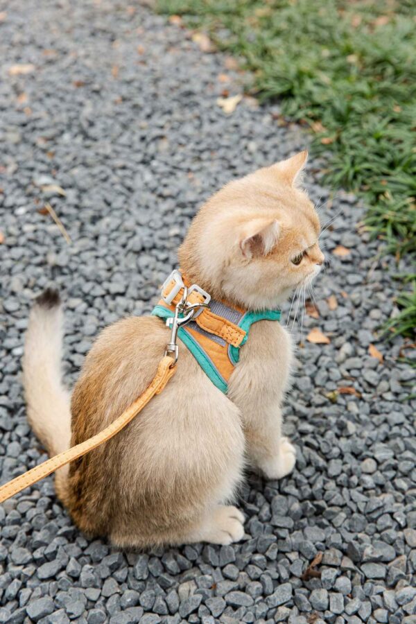 Cat Traction Rope Vest-style Reflective Chest Harness Anti-stroke Cat Traction Rope Vest-style Reflective Chest Harness Anti-stroke