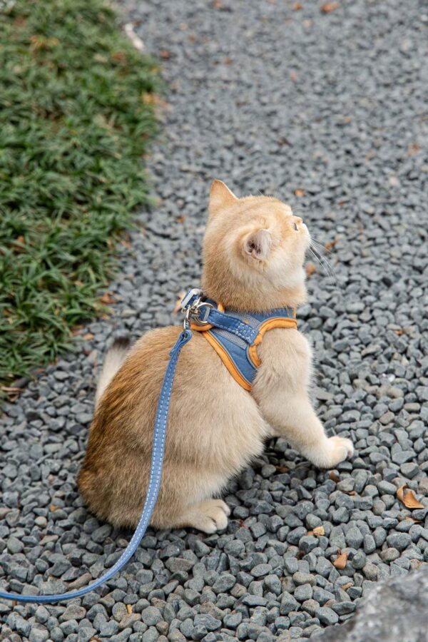 Cat Traction Rope Vest-style Reflective Chest Harness Anti-stroke Cat Traction Rope Vest-style Reflective Chest Harness Anti-stroke