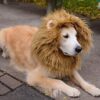 Cute Pet Cosplay Clothes Transfiguration Costume Lion Mane Winter Warm Cute Pet Cosplay Clothes Transfiguration Costume Lion Mane Winter Warm