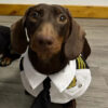 Dachshund Dog Funny Clothes Halloween Suit