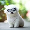 Doll Sunglasses Pet Toy Accessories Doll Sunglasses Pet Toy Accessories