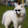 Doll Sunglasses Pet Toy Accessories Doll Sunglasses Pet Toy Accessories
