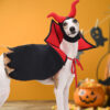 Halloween Pet Vampire Cloak Hat Holiday Suit Halloween Pet Vampire Cloak Hat Holiday Suit