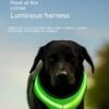 LED Luminous Dog Harness USB Charging Chest Strap Vest Pet Safety