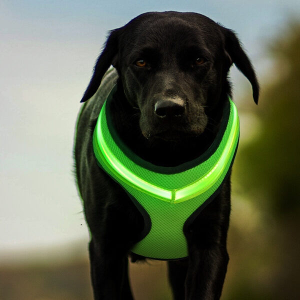 LED Luminous Dog Harness USB Charging Chest Strap Vest Pet Safety