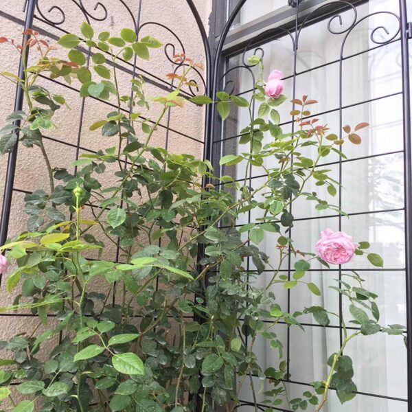 Metal Garden Trellis for Outdoor Climbing Plants