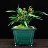 Purple Sand Flower Pot Desktop Green Plant Rectangular