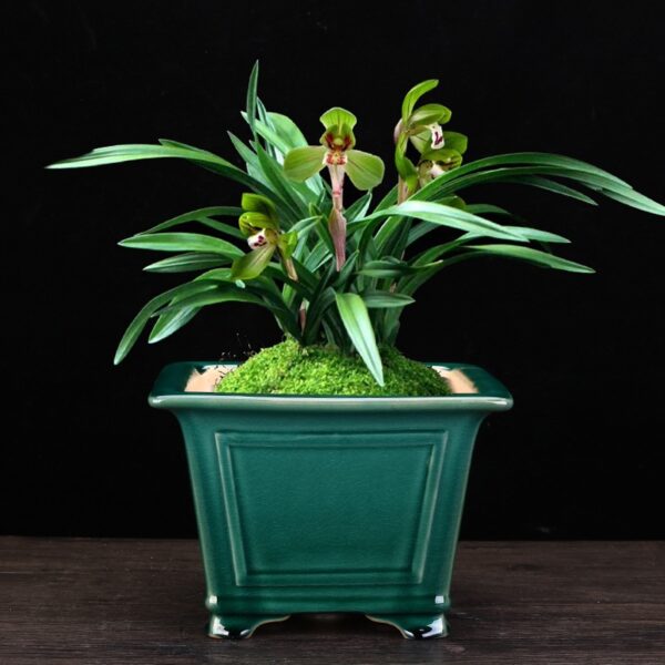 Purple Sand Flower Pot Desktop Green Plant Rectangular