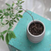 Round Cement Flower Pot Round Cement Flower Pot