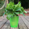 Strongwell Nordic Hydroponics Flower Pot Fairy Garden Strongwell Nordic Hydroponics Flower Pot Fairy Garden